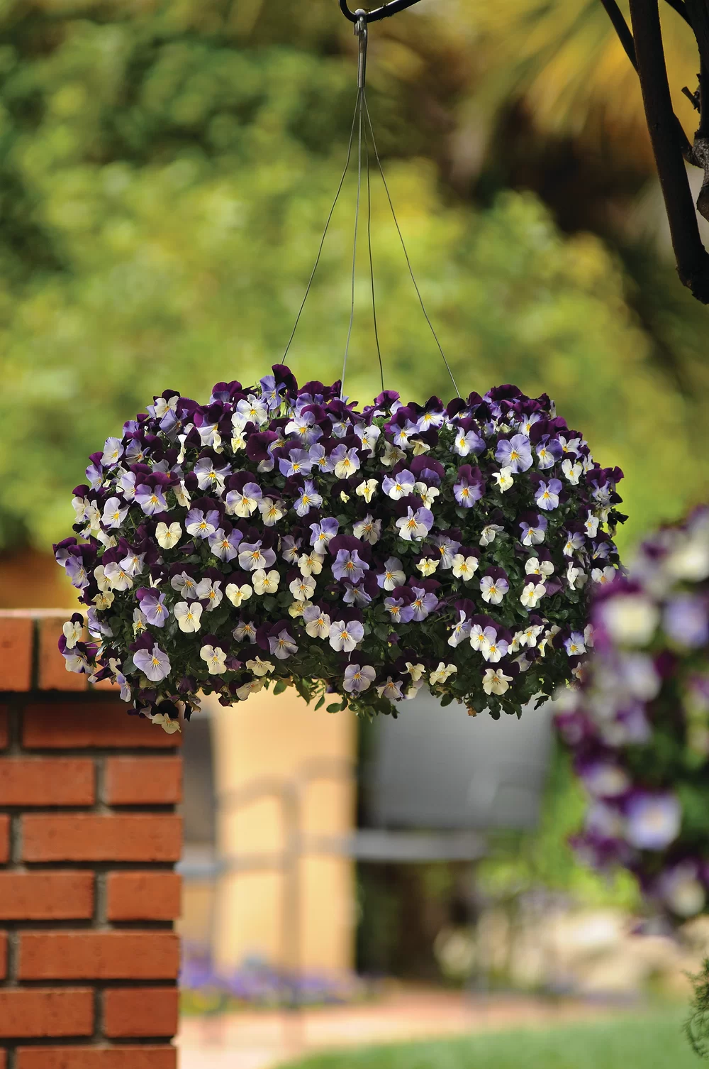 Viola wittrockiana Cool Wave® Violet Wing