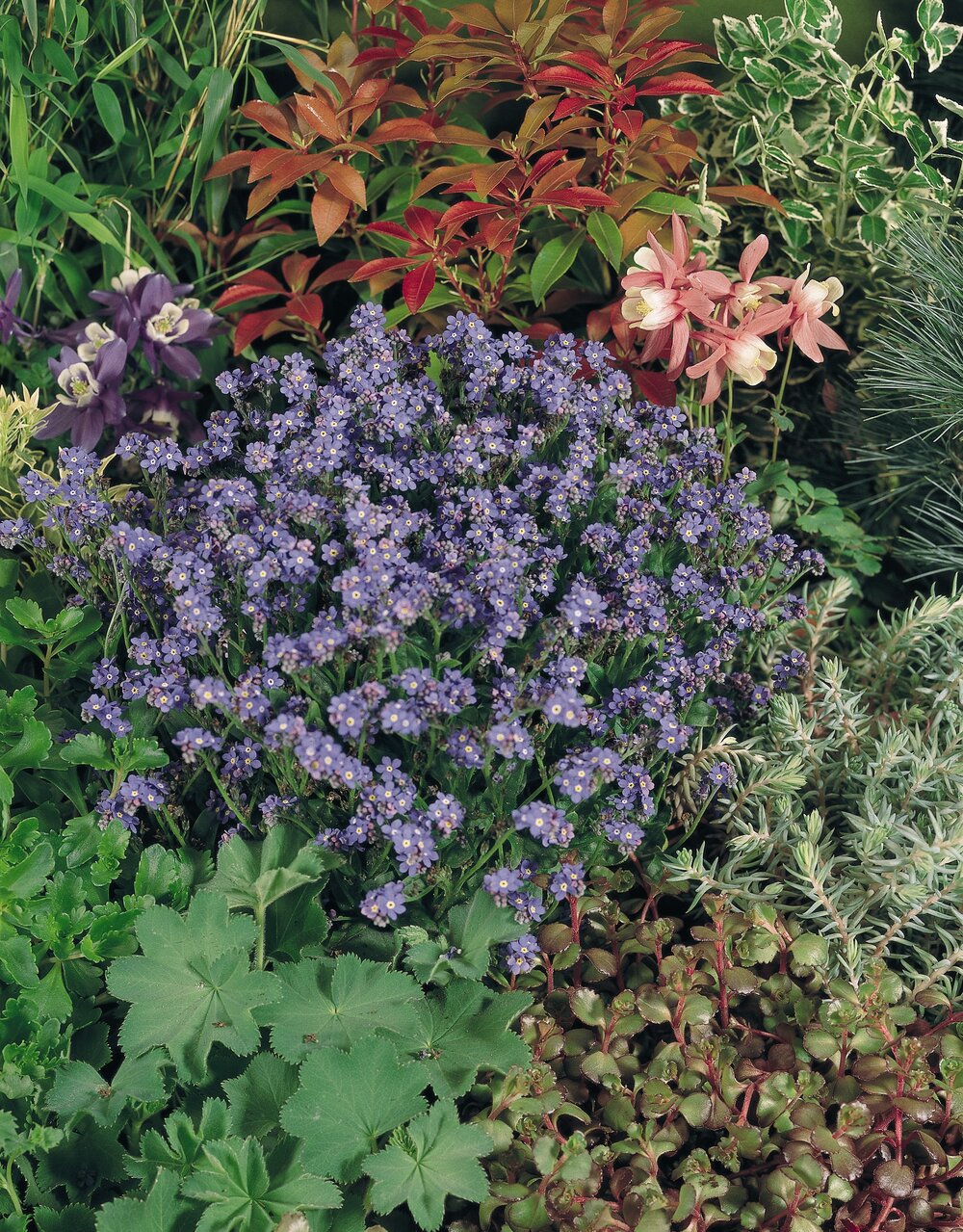 Myosotis sylvatica Sylva Blue
