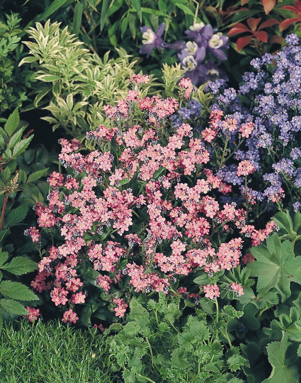 Myosotis sylvatica Sylva Rose