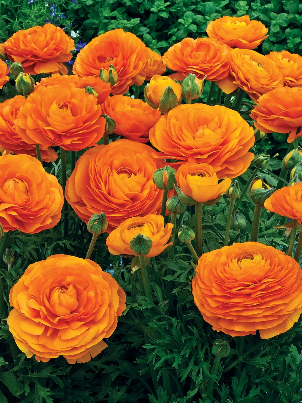 Ranunculus asiaticus Maché F1 Orange