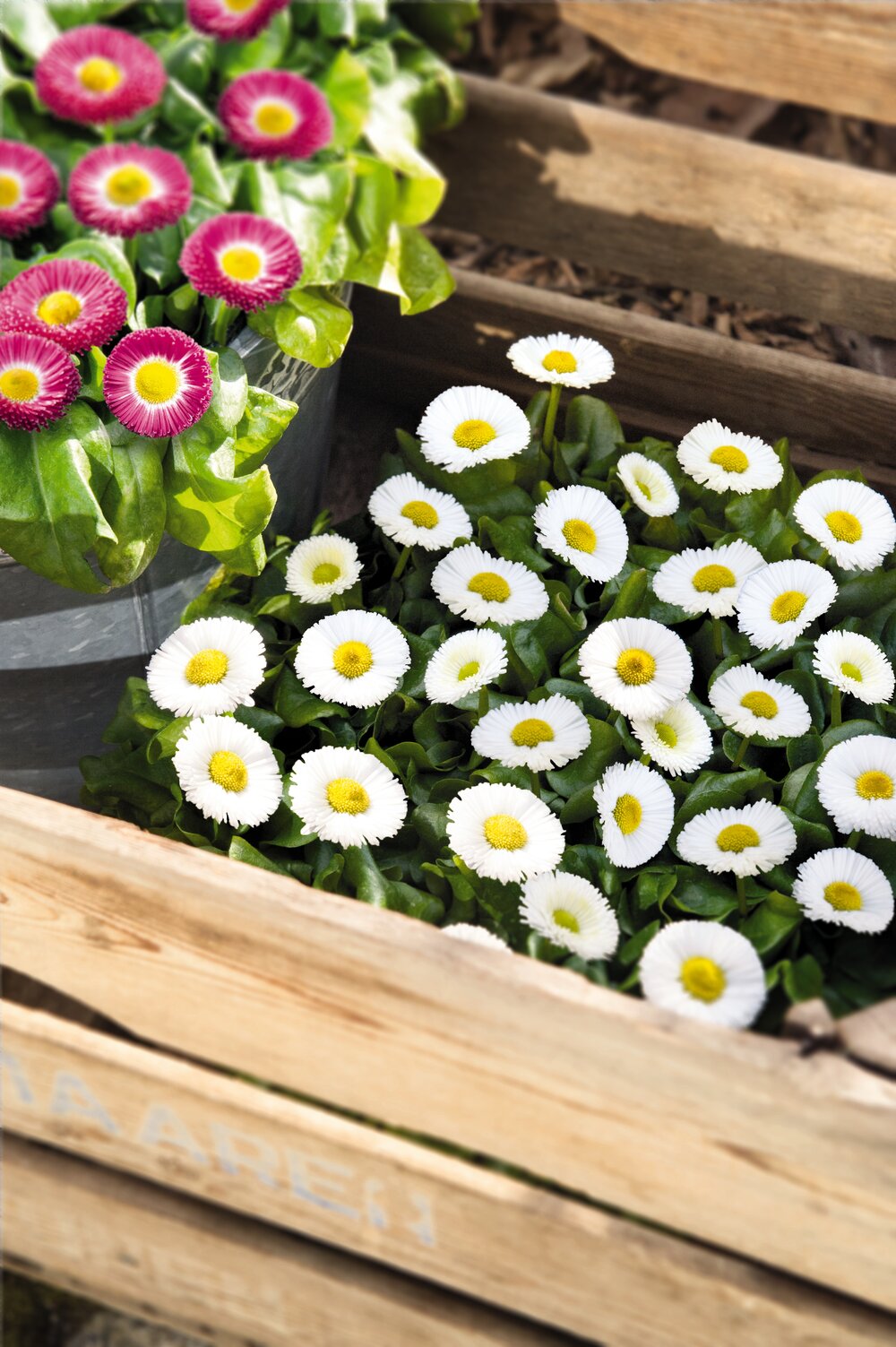 Bellis perennis BellaStar Compact White 