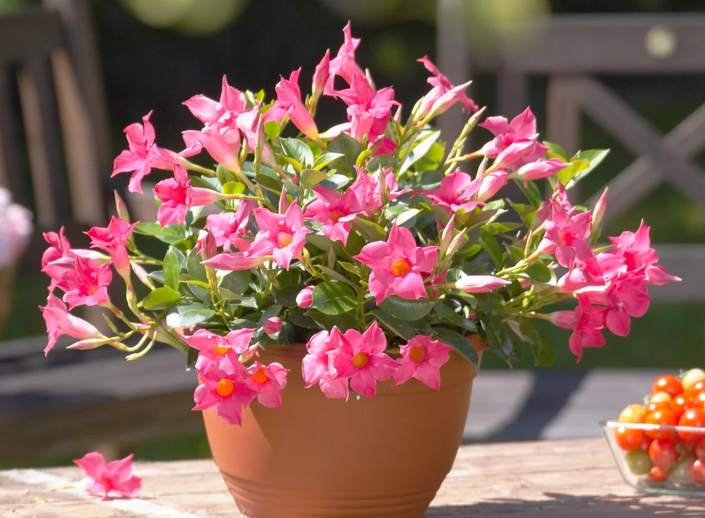 Mandevilla sanderi Sundaville® Pink
