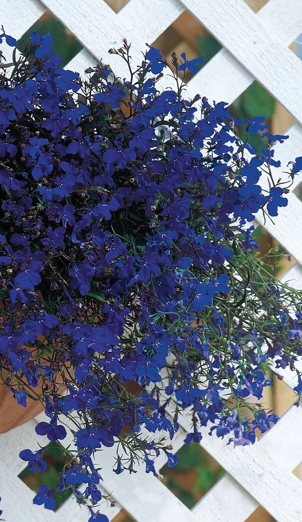 Lobelia erinus pendula Regatta Midnight Blue