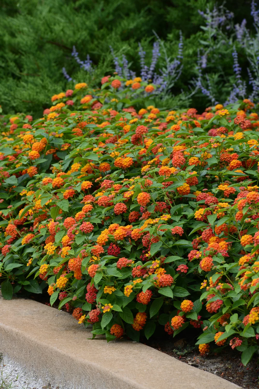 Lantana camara Lucky™ Red Flame