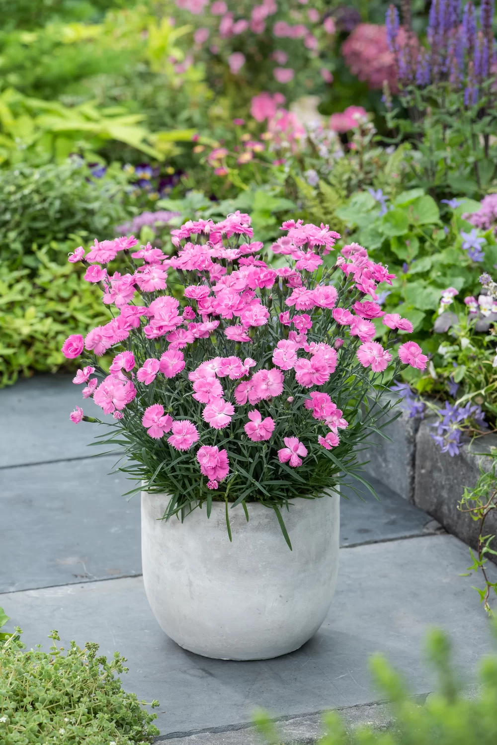 Dianthus caryophyllus Dinetta Pink