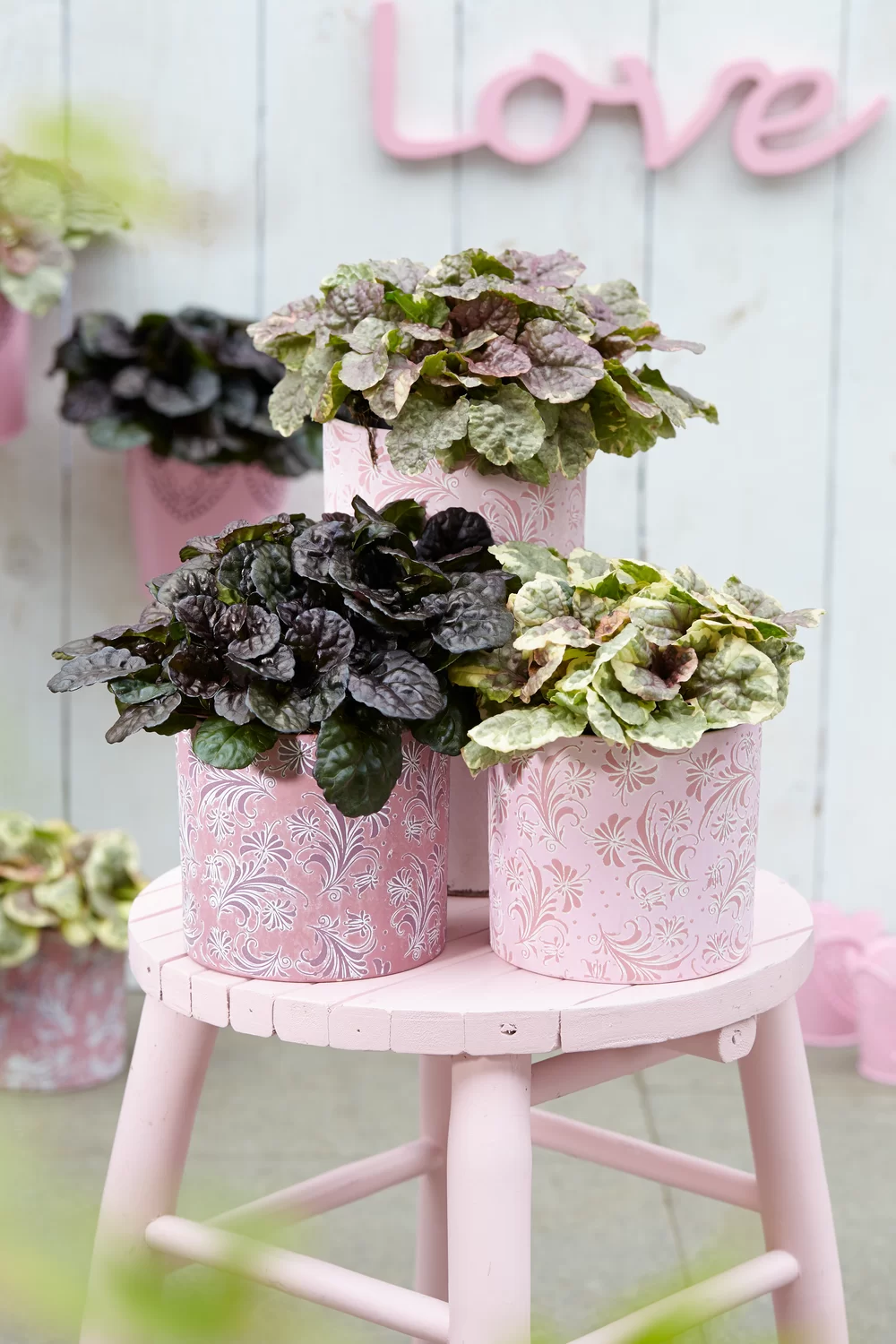 Ajuga reptans Black Scallop Black Scallop