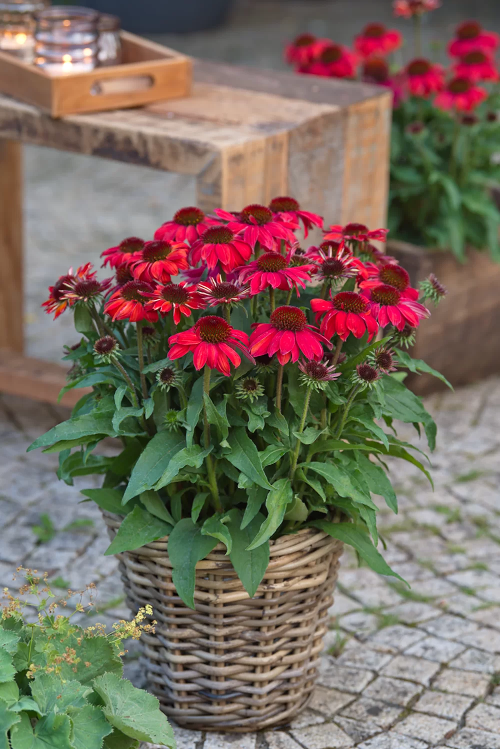 Echinacea purpurea SunMagic Vintage Ruby