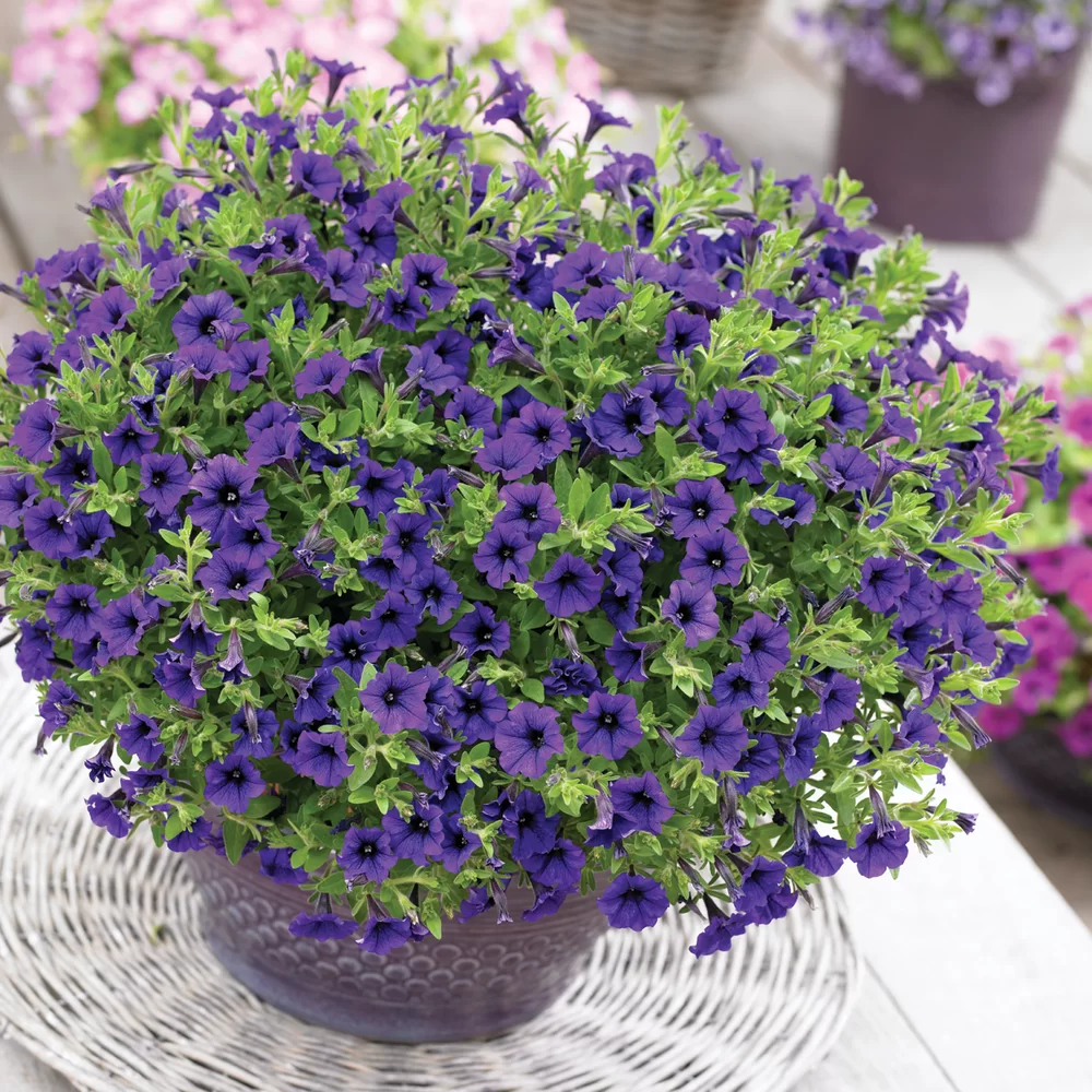 Petunia milliflora Vivini™ Blue