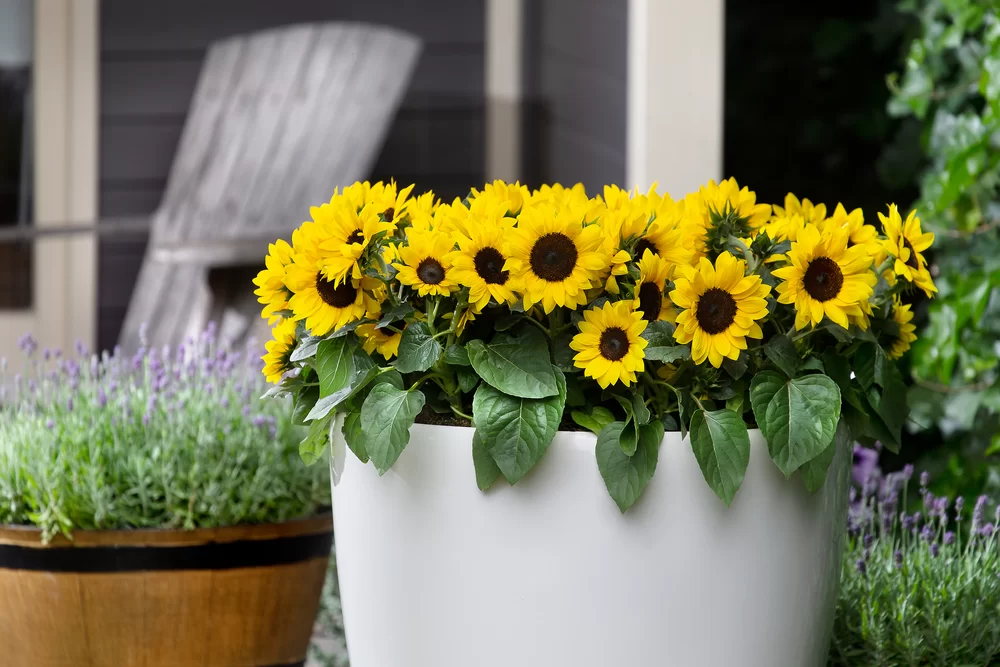 Helianthus annuus Sunsation® F1 Yellow