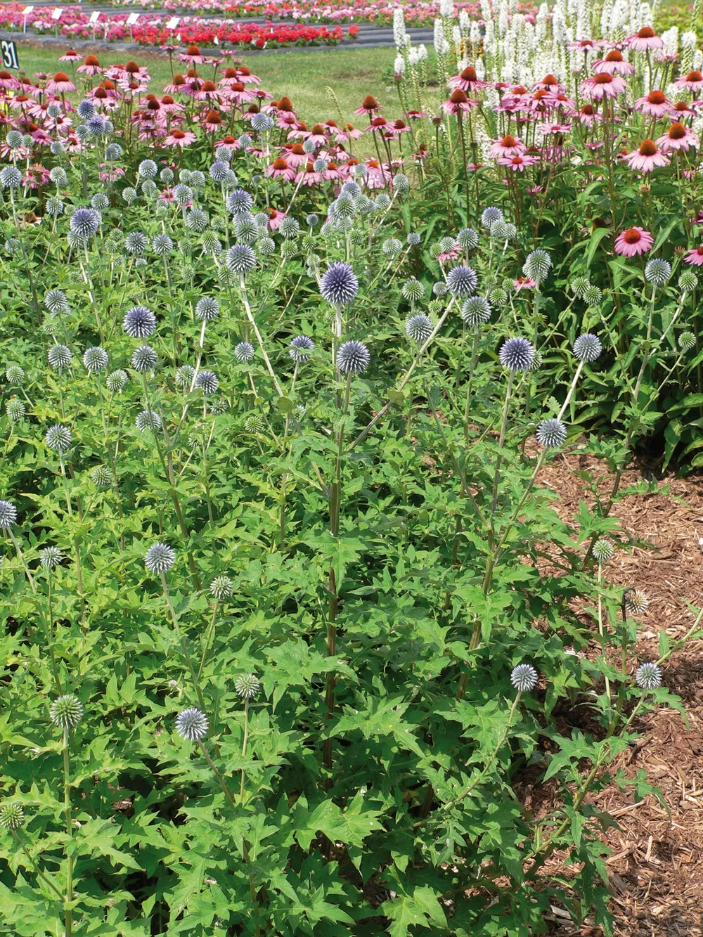 Echinops bannaticus Blue Globe