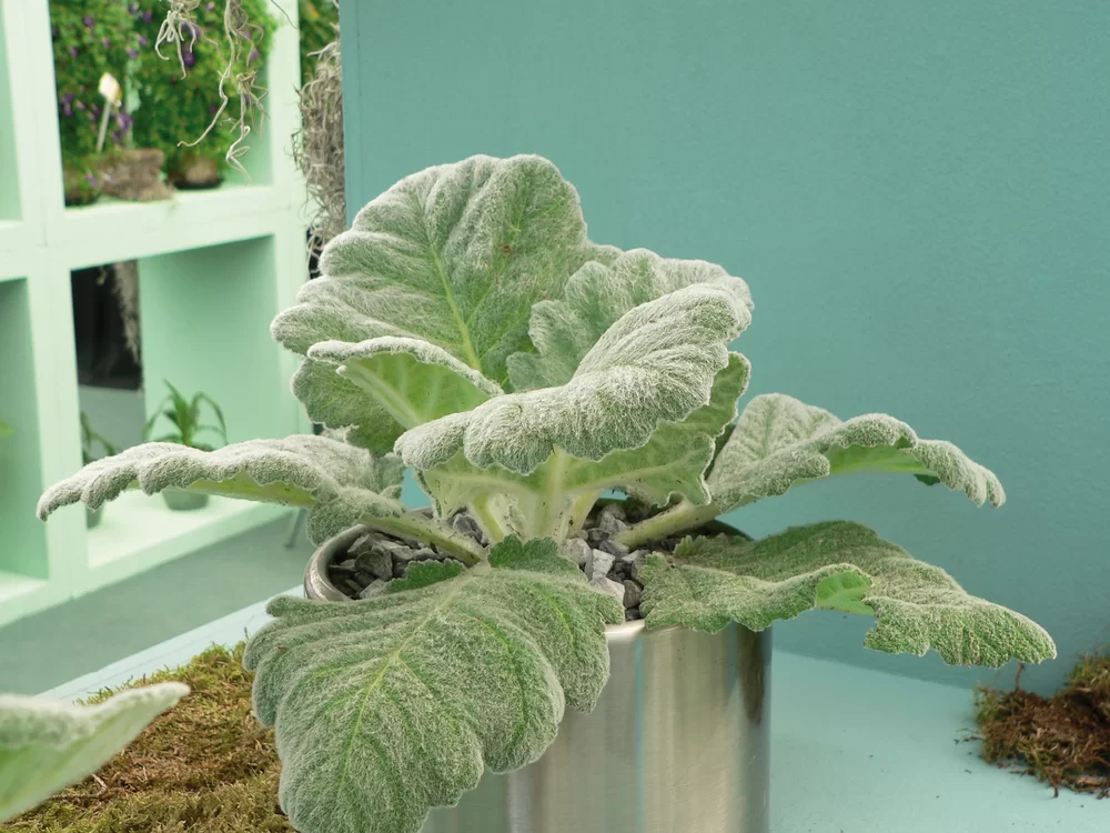 Salvia argentea Artemis