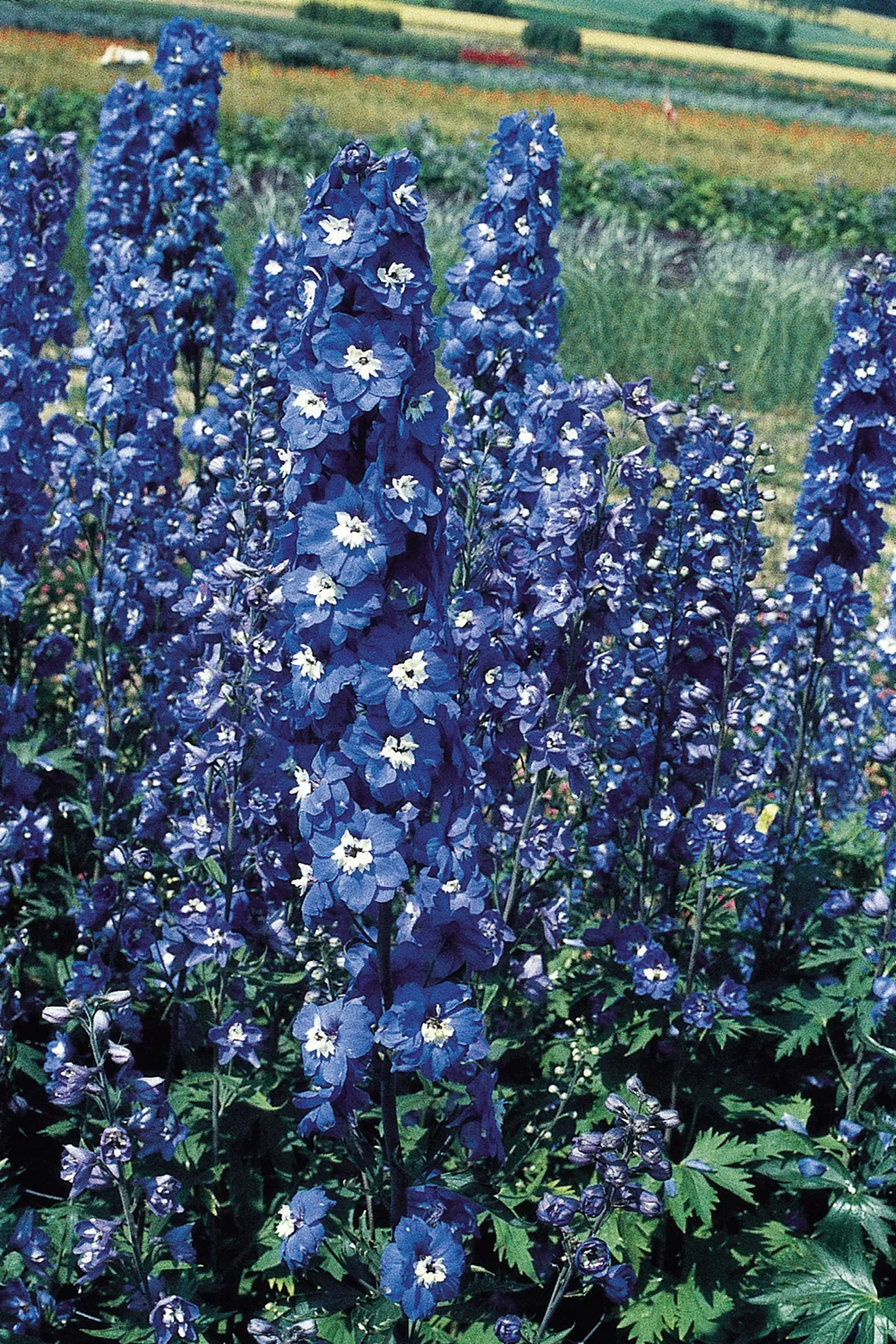 Delphinium cultorum Pacific Giants Blue Bird
