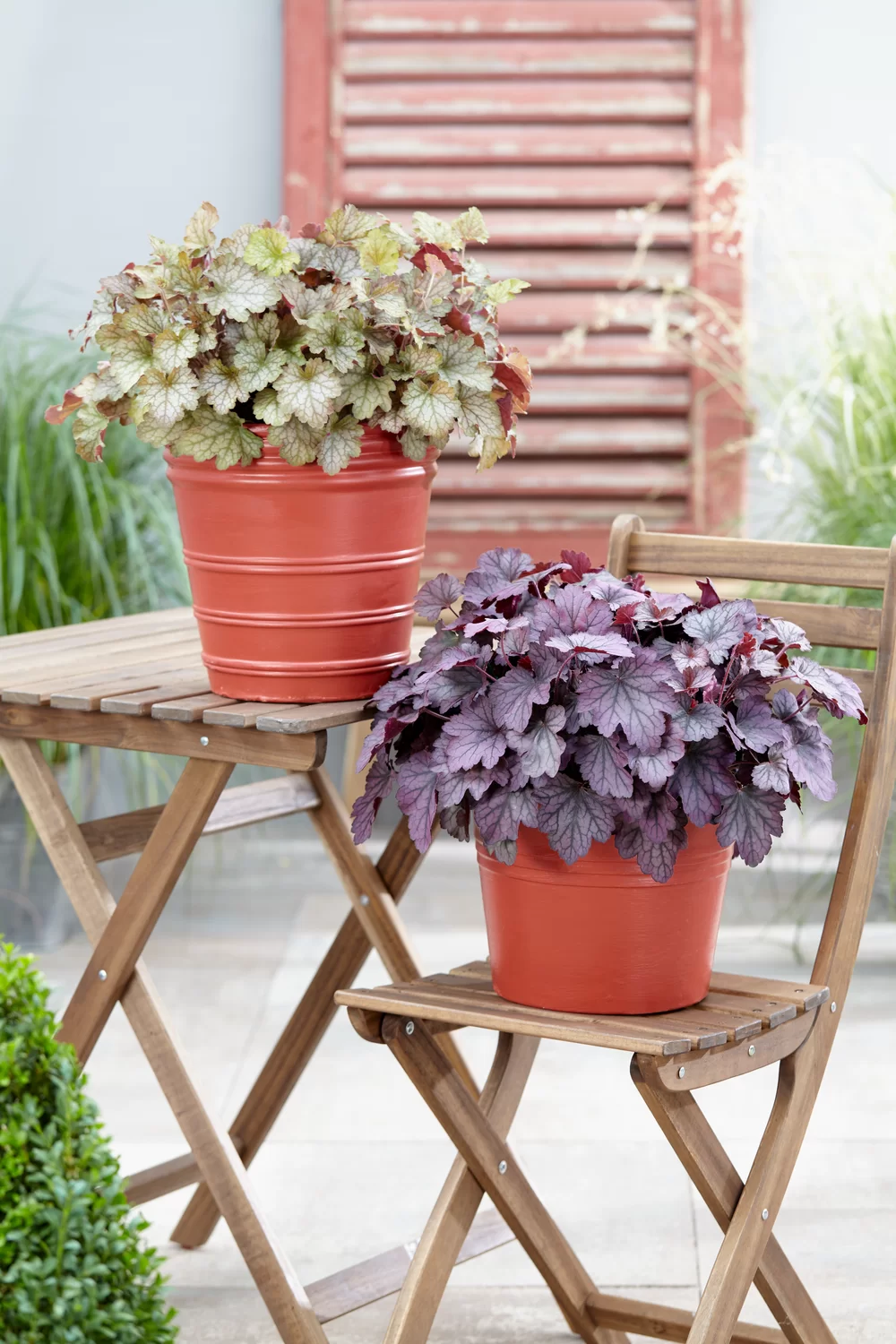 Heuchera villosa Carnival Fall Festival