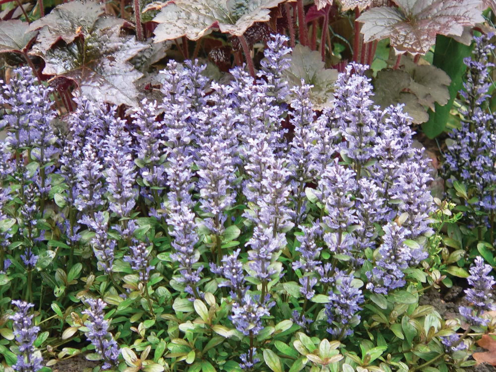 Ajuga reptans Chocolate Chips Chocolate Chips