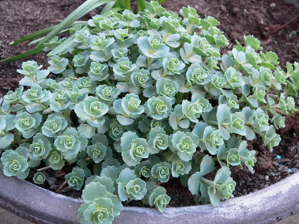 Sedum sieboldii Bright Pink