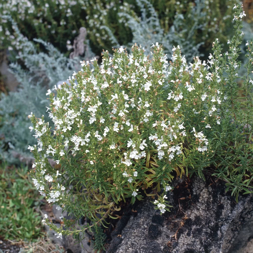 Satureja montana