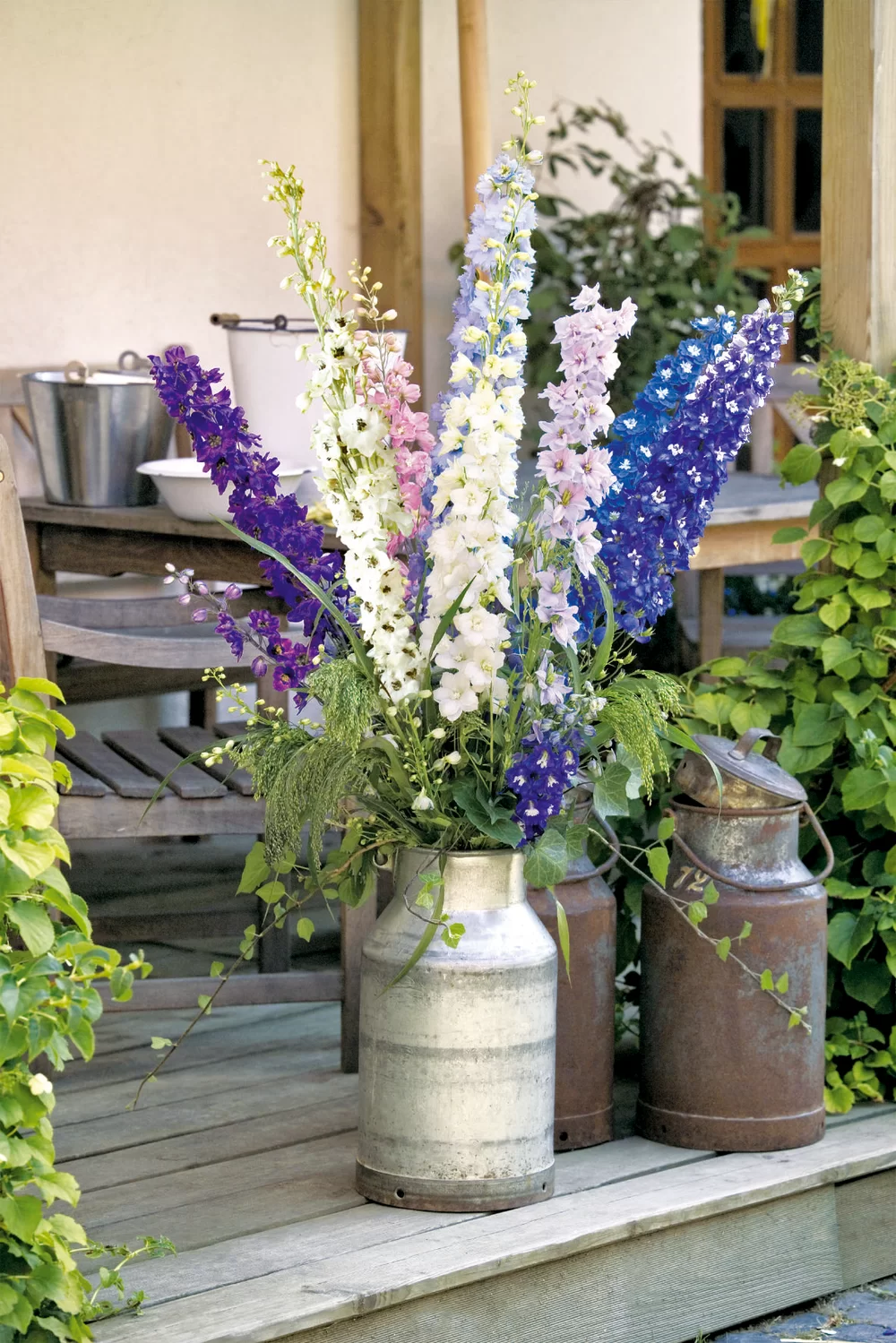 Delphinium cultorum Pacific Giants Galahad