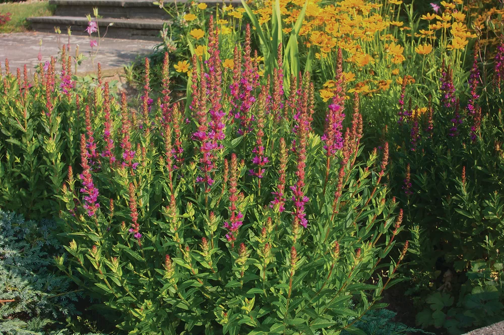 Lythrum salicaria Robert Robert