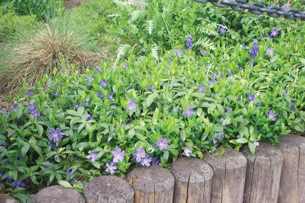 Vinca major Deep Blue