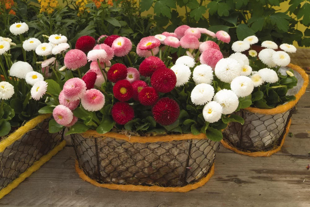 Bellis perennis Bellissima Mix