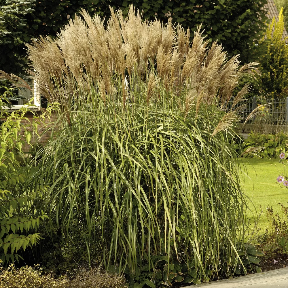 Miscanthus sinensis
