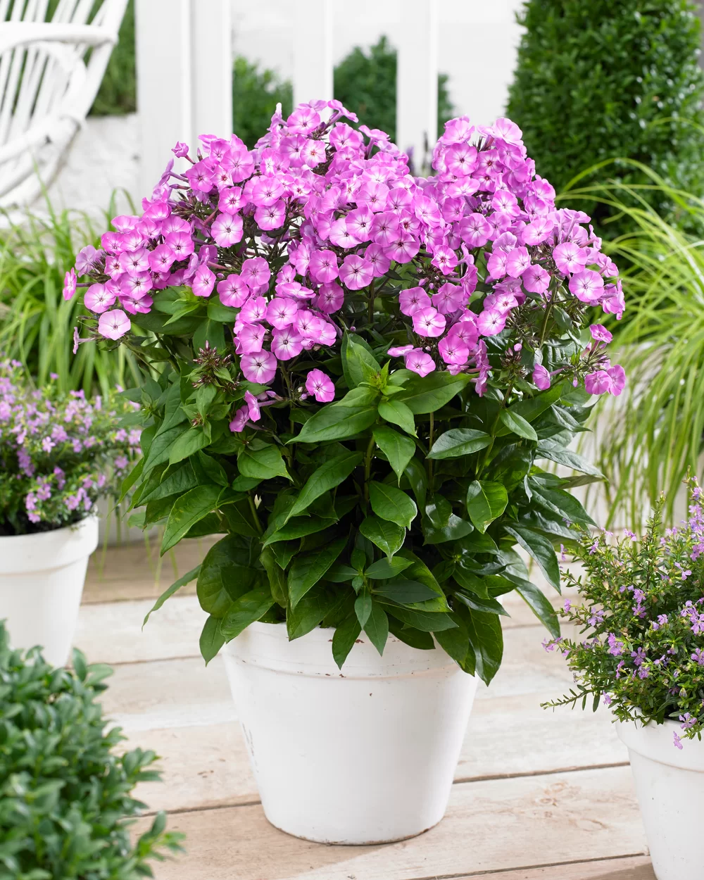Phlox paniculata Famous Light Purple