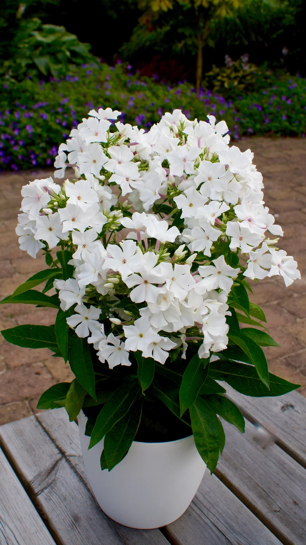 Phlox paniculata Famous White