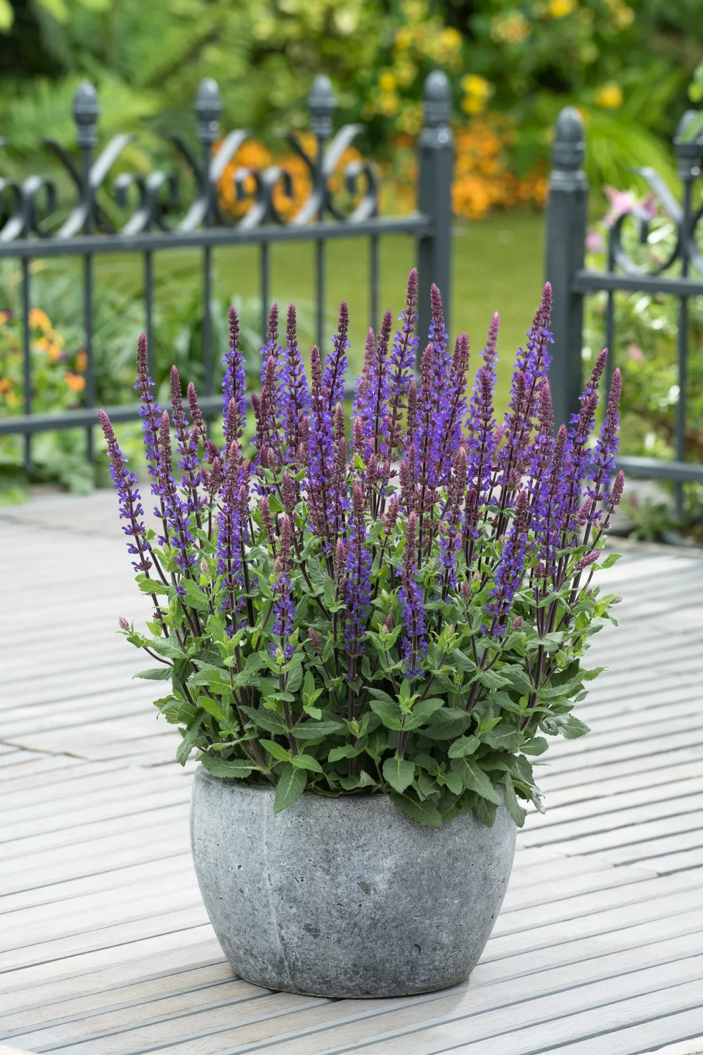 Salvia nemorosa Caradonna Compact Blue