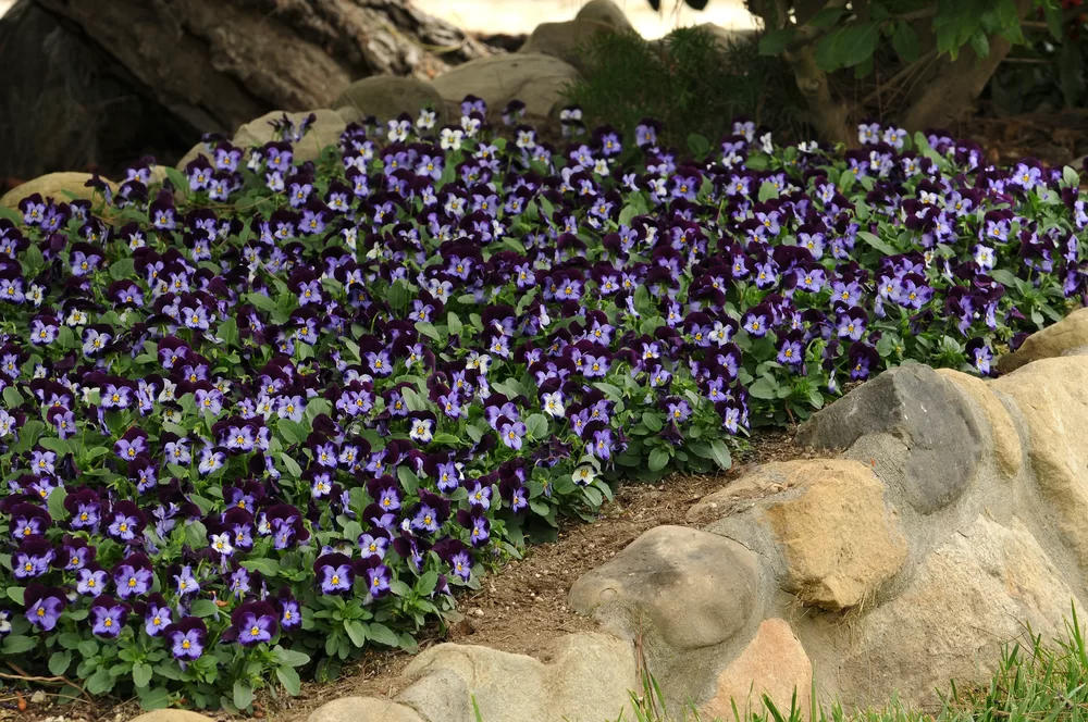 Viola cornuta EVO® Mini Denim Jump Up/Sorbet XP