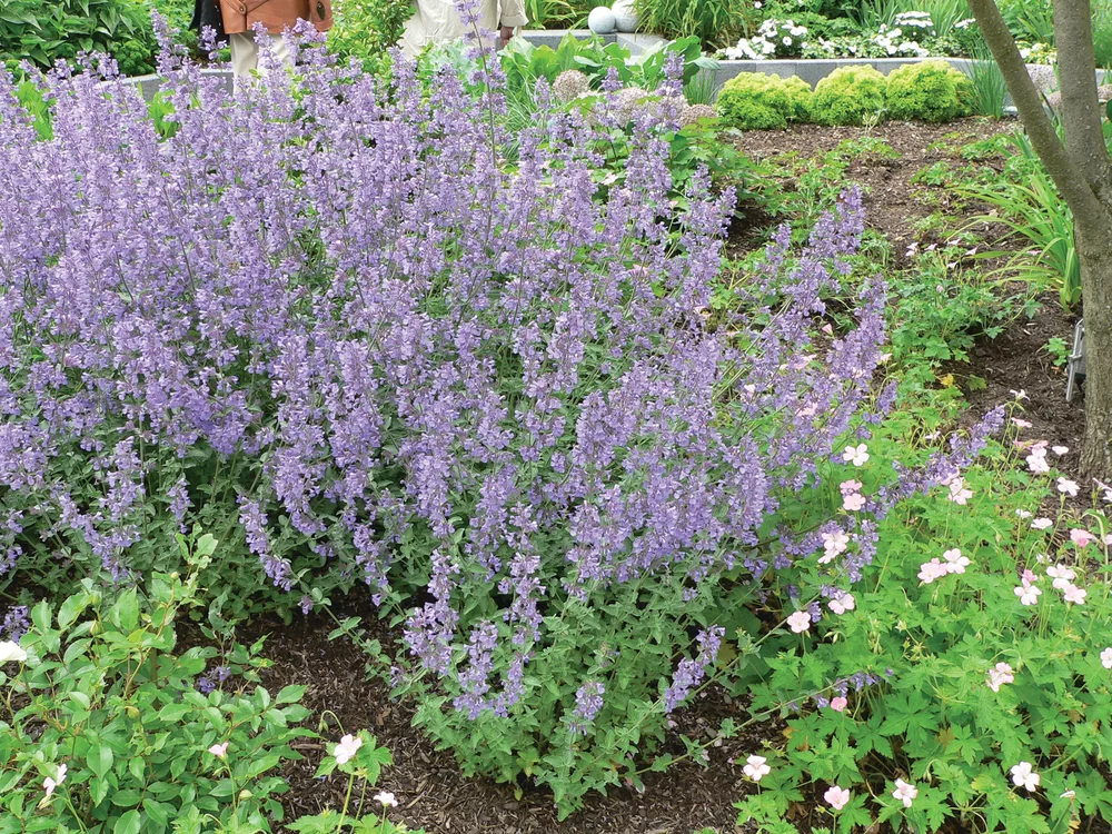 Nepeta faassenii Walker’s Low Walker’s Low