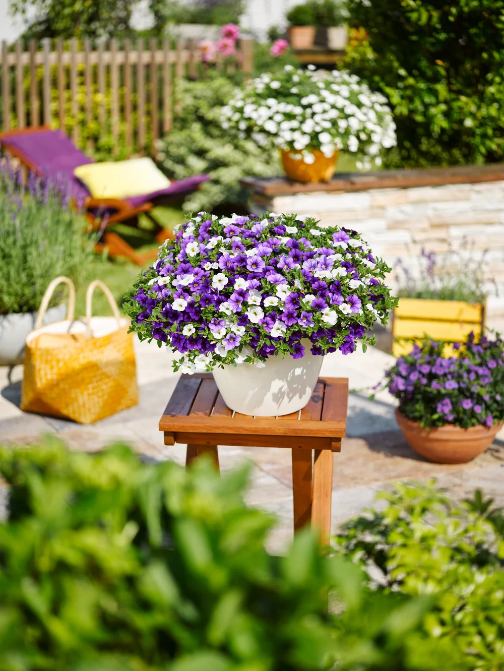 Calibrachoa parviflora Cabaret® MixMasters® Voltaire