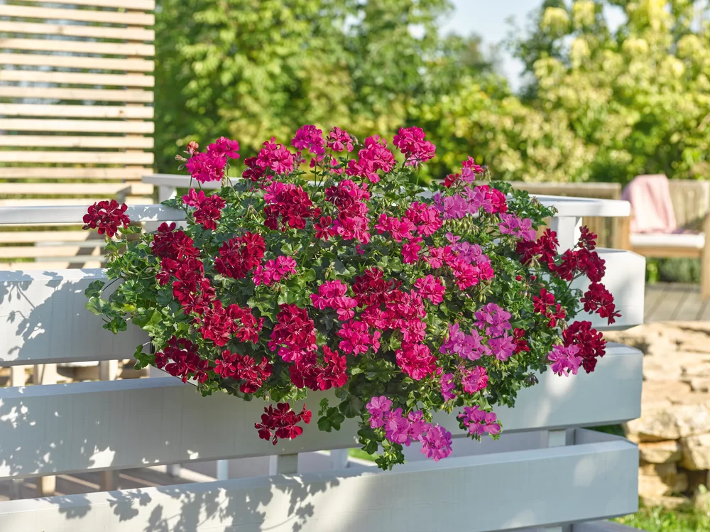 Pelargonium peltatum Moonflair® Burgundy