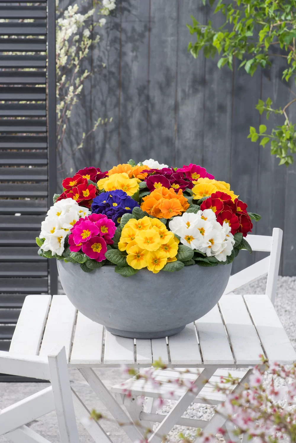 Primula vulgaris Luxor® F1 PrimeTime Mix