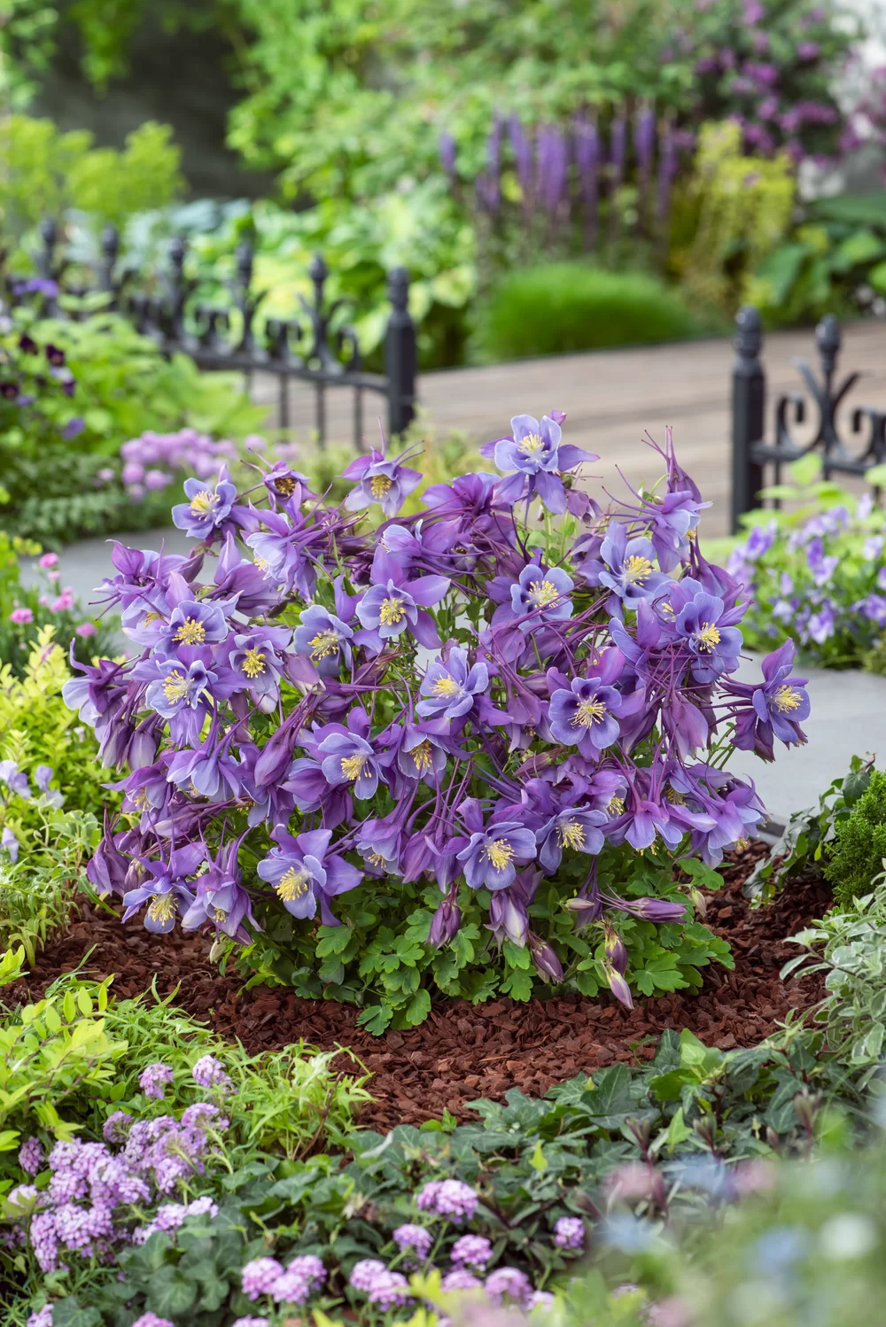 Aquilegia caerulea Earlybird™ Purple Blue