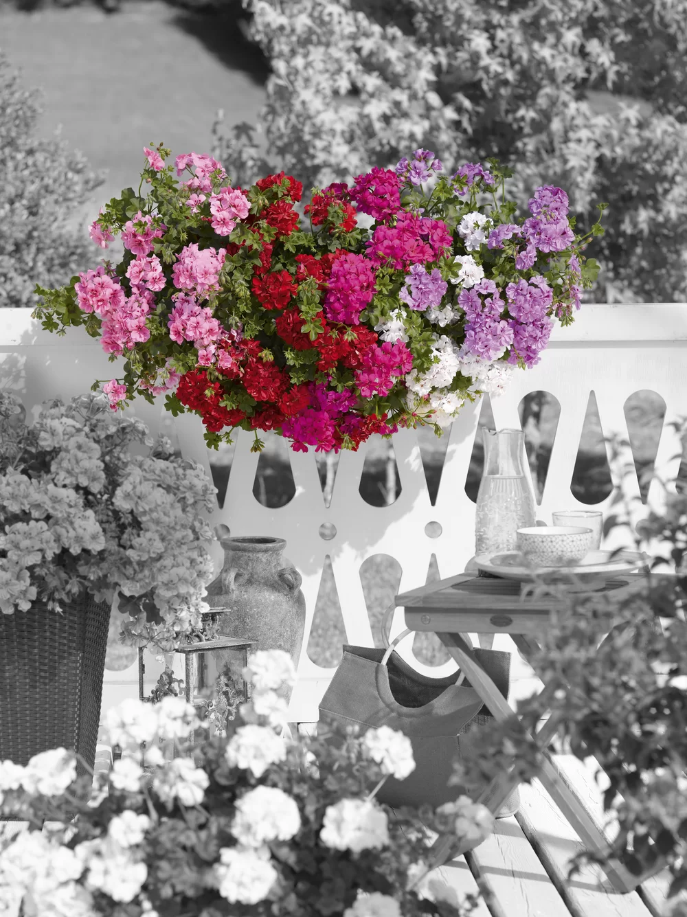 Pelargonium peltatum Big Five® Amethyst old