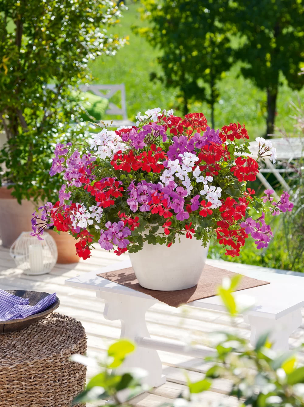 Pelargonium peltatum Rainbow® | Florensis
