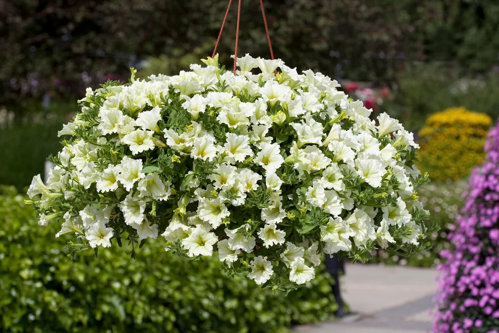 Petunia grandiflora Surfinia® Lime