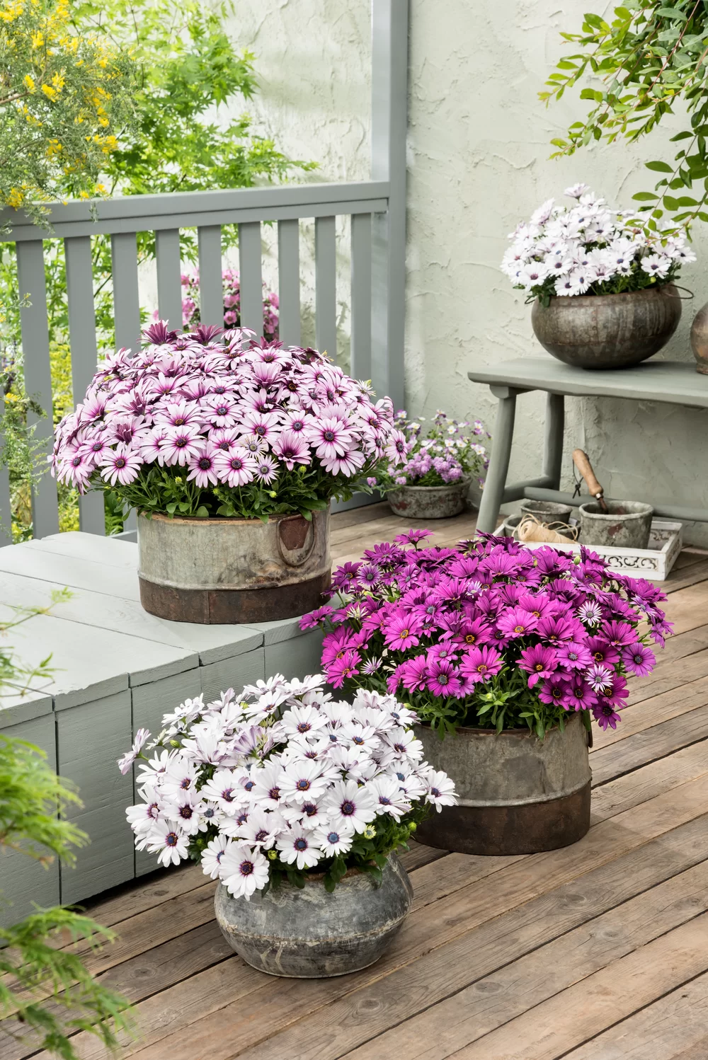 Osteospermum ecklonis Dalina® Inez
