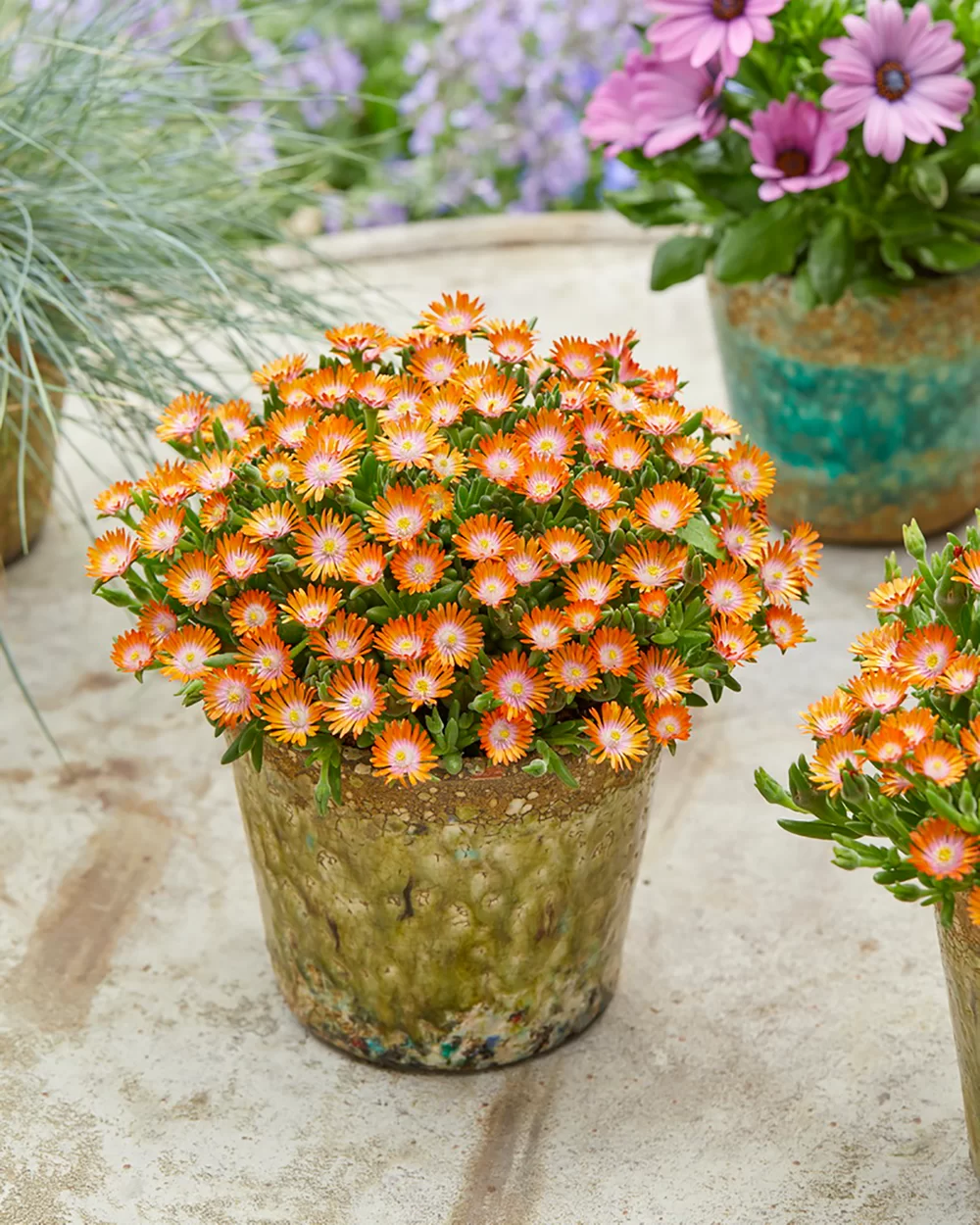 Delosperma cooperi Ice Cream™ Orange