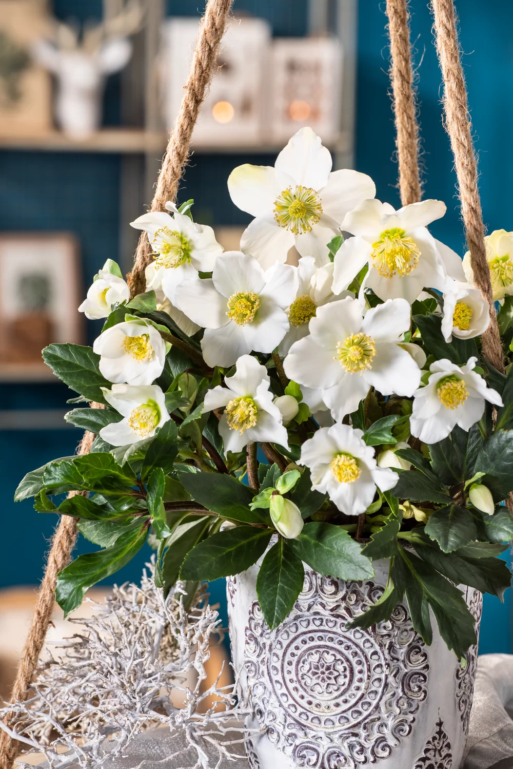 Helleborus niger Advent Star | Florensis