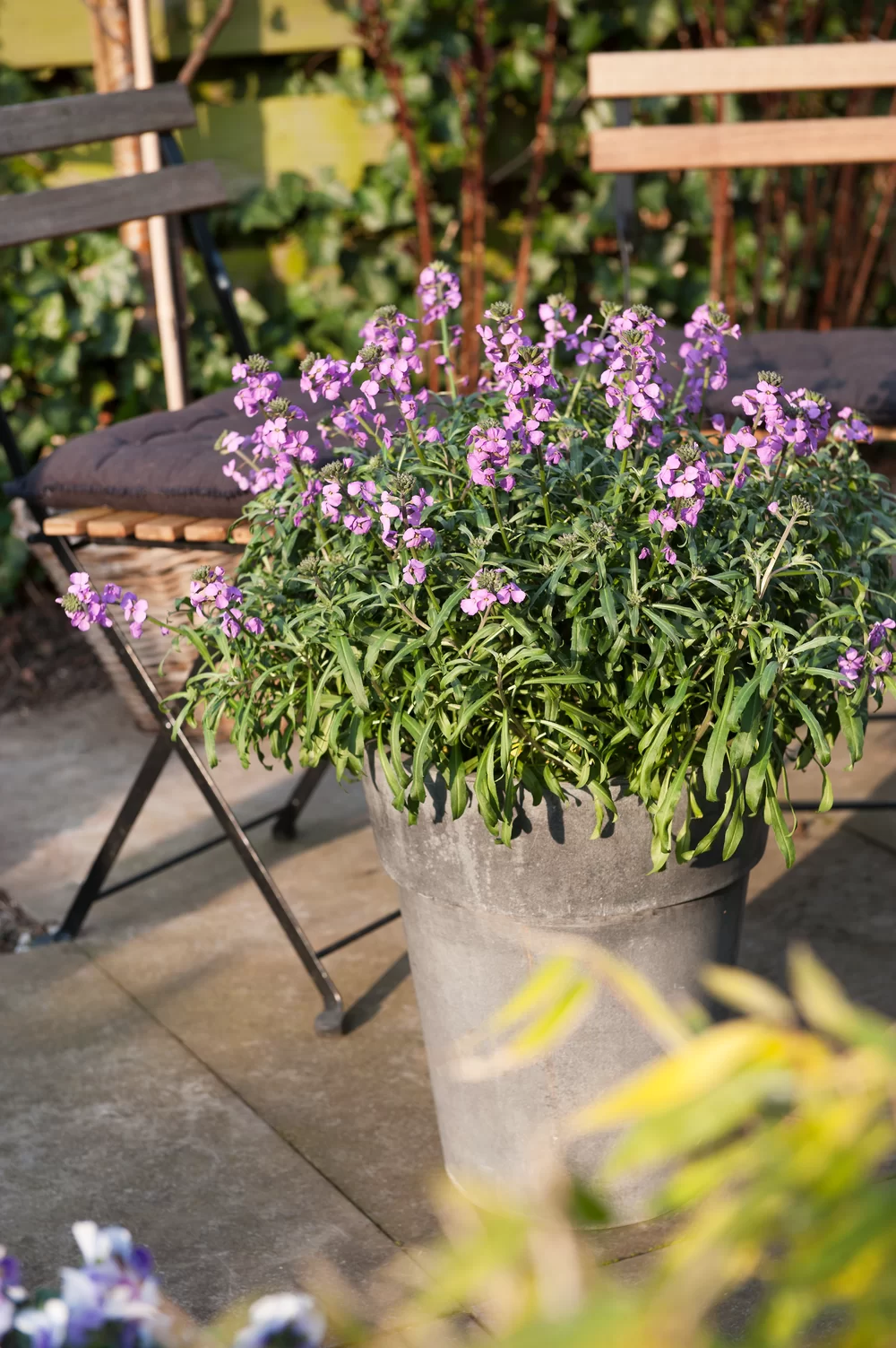 Erysimum linifolium Bowles Me Away