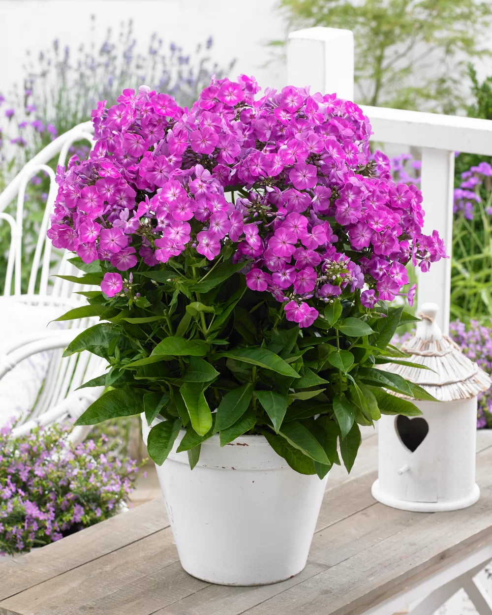 Phlox paniculata Famous Purple