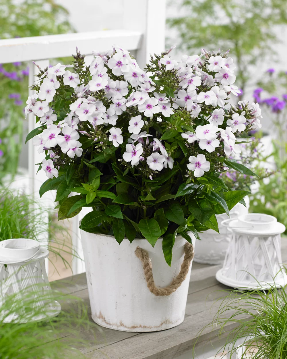Phlox paniculata Famous White with Eye