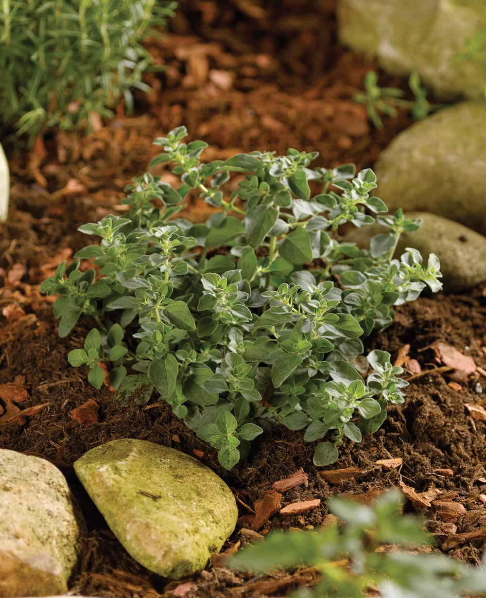 Origanum vulgare Hot & Spicy  