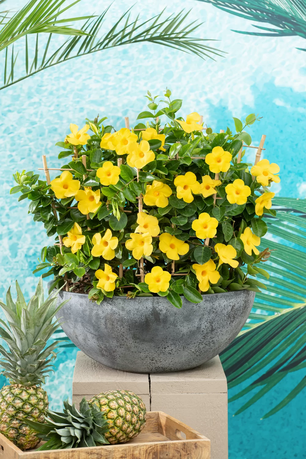 Mandevilla sanderi Citrine Yellow 2.0