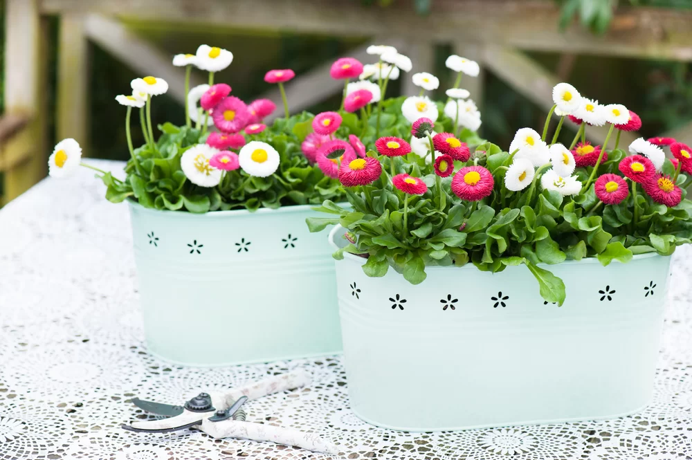 Bellis perennis Bella Mix