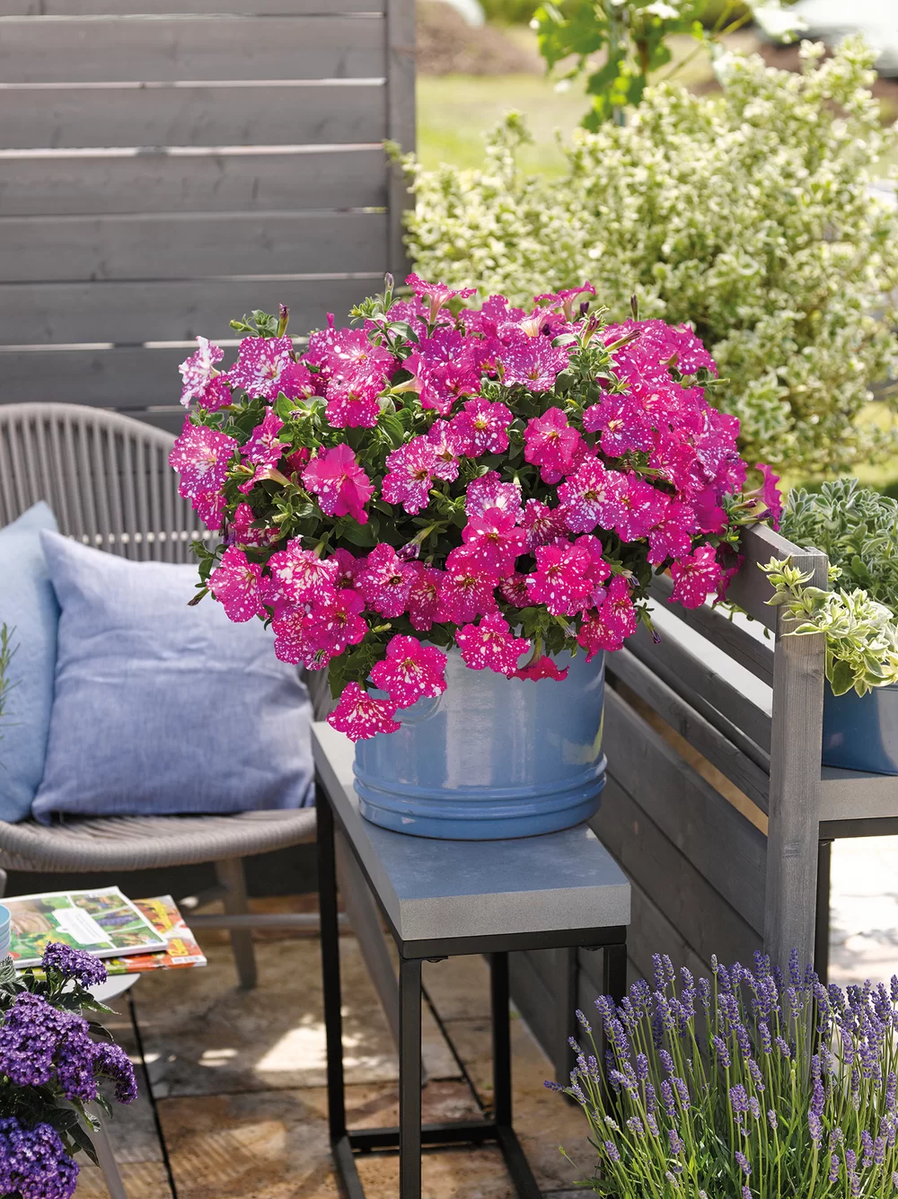 Petunia grandiflora MoonDust Magenta Comet