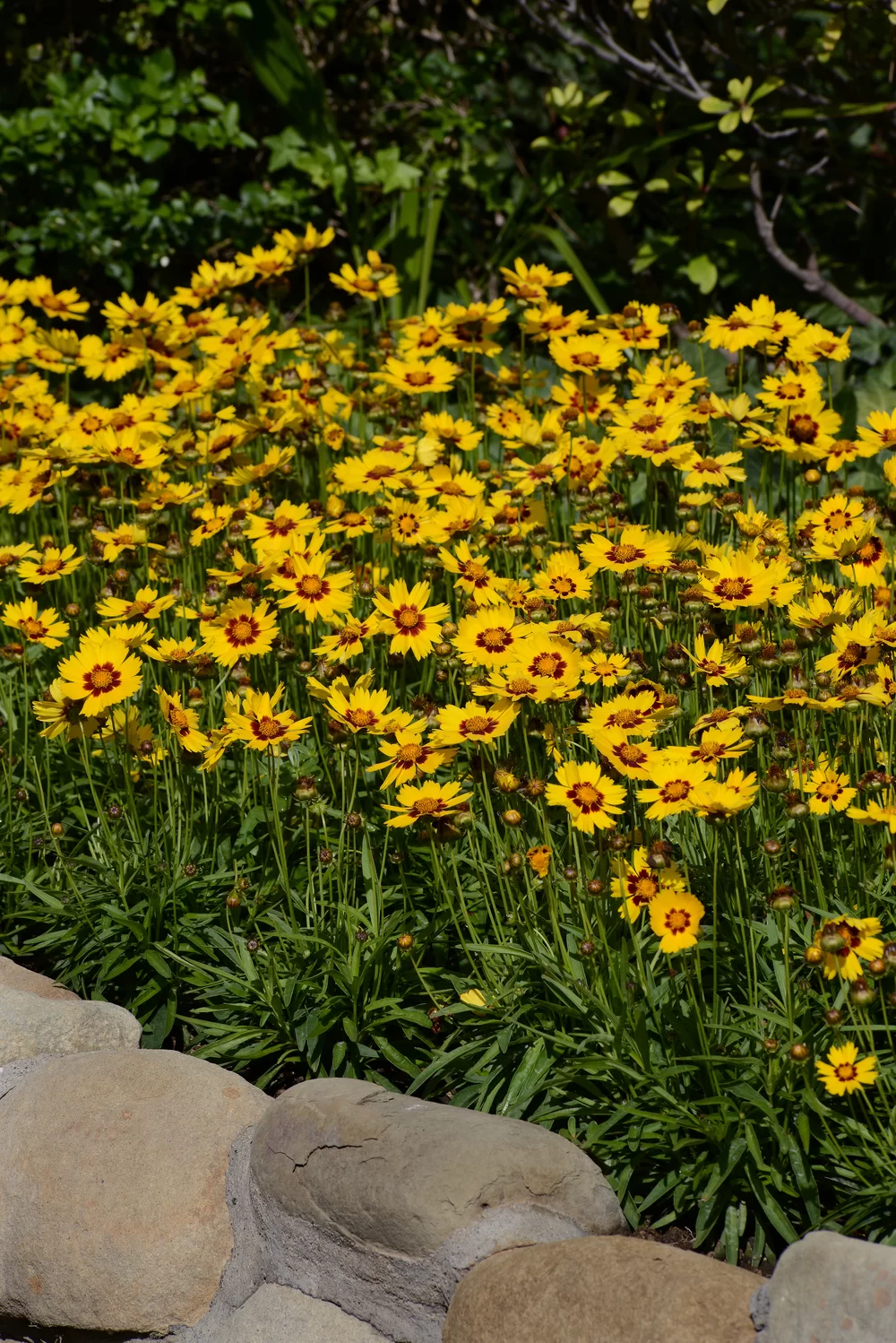 Coreopsis grandiflora SunKiss Yellow Red