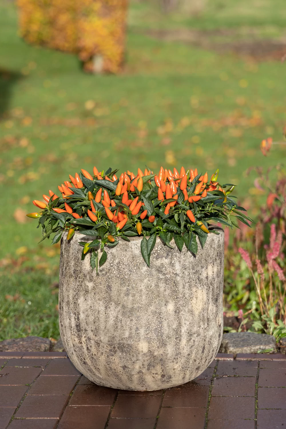 Capsicum annuum Torero Dark Orange