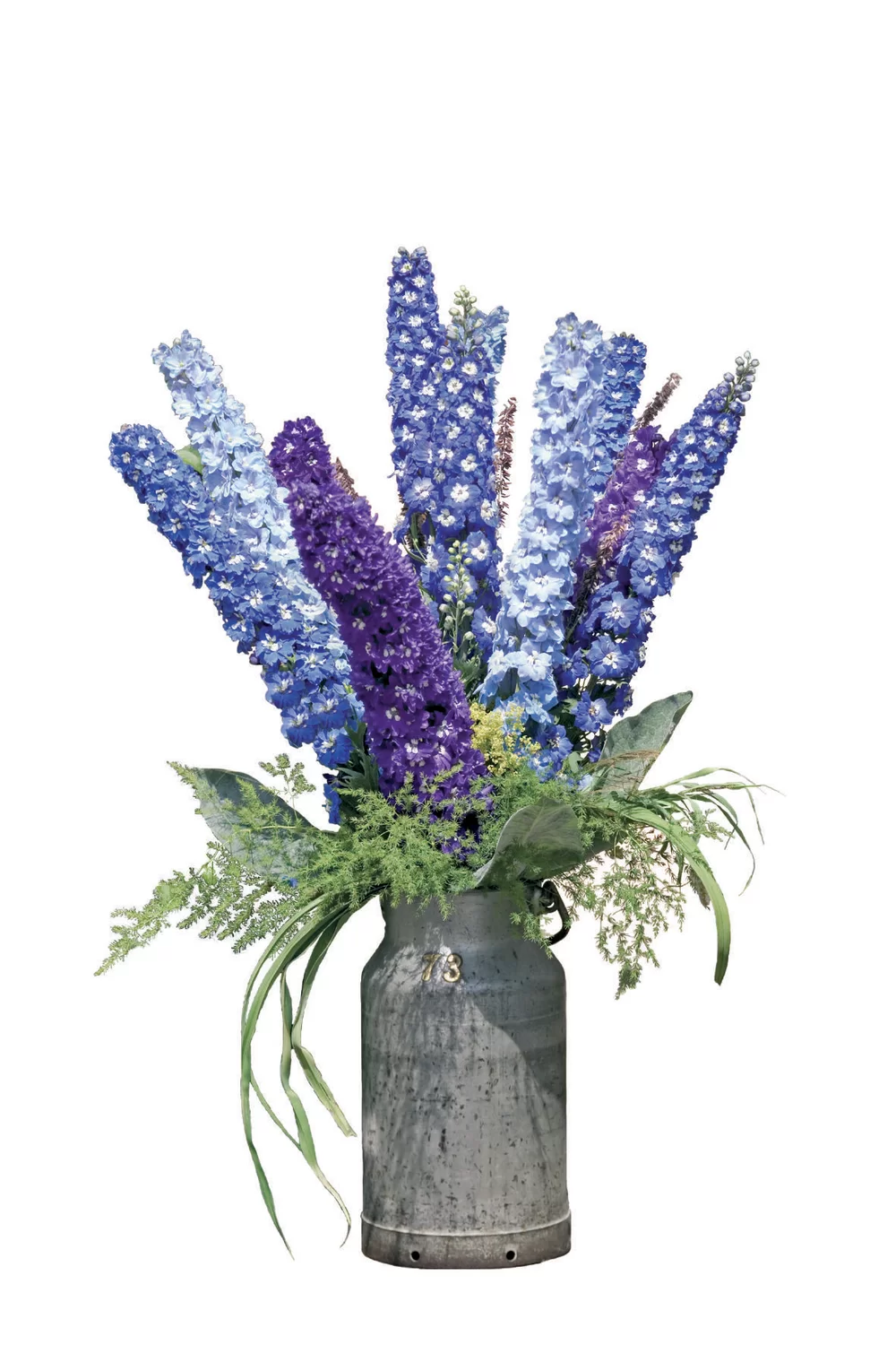 Delphinium cultorum Pacific Giants King Arthur